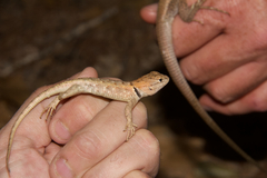 Sceloporus uniformis