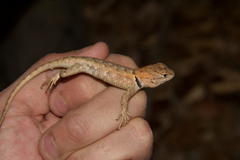 Sceloporus uniformis