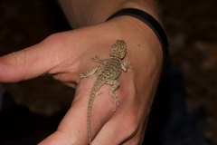 Sceloporus uniformis