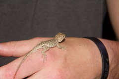 Sceloporus uniformis
