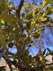 Phoradendron