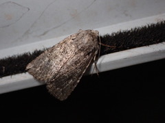 Protorthodes alfkenii