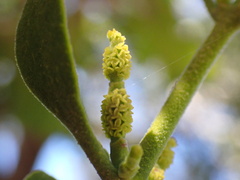 Phoradendron