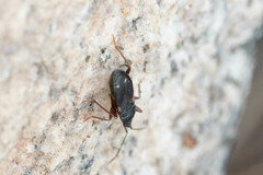 Eremocoris semicinctus