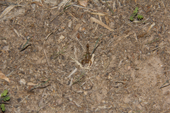 Superstitionia donensis