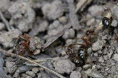 Formica subpolita