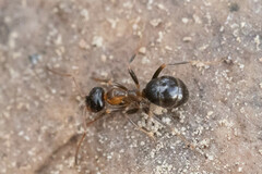Formica subpolita
