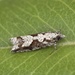 Eccoptocera - Photo 由 Kyhl Austin 所上傳的 (c) Kyhl Austin，保留部份權利CC BY-NC