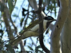 Entomyzon cyanotis