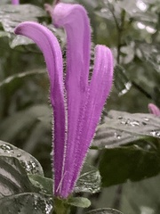 Poikilacanthus macranthus
