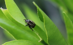 Epectinaspis mexicana