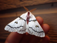 Hemileuca neumoegeni