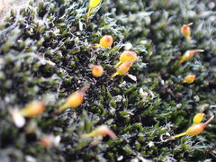Grimmia laevigata