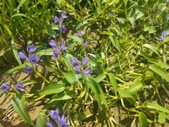 Pontederia vaginalis