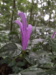 Poikilacanthus macranthus