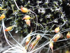 Grimmia laevigata