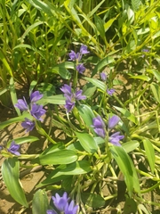 Pontederia vaginalis
