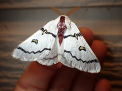 Hemileuca neumoegeni