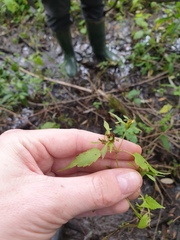 Bidens discoidea