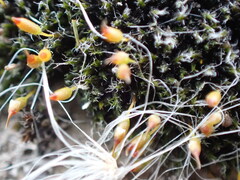 Grimmia laevigata