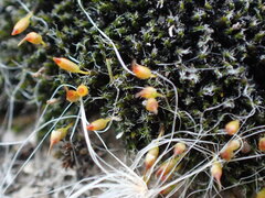 Grimmia laevigata