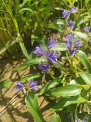 Pontederia vaginalis