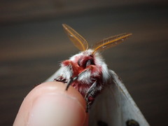 Hemileuca neumoegeni