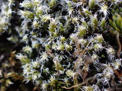Racomitrium canescens latifolium