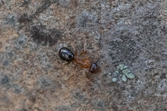 Formica subpolita