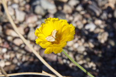 Schinia miniana