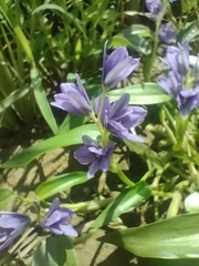 Pontederia vaginalis