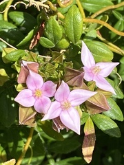 Boronia alata
