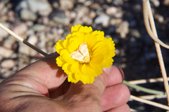 Schinia miniana