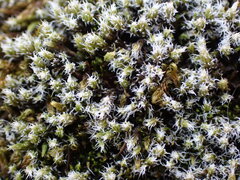 Racomitrium canescens latifolium