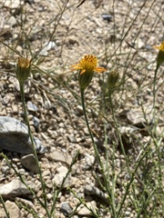 Adenophyllum cooperi