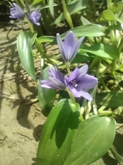 Pontederia vaginalis