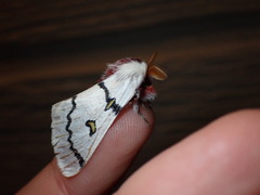 Hemileuca neumoegeni