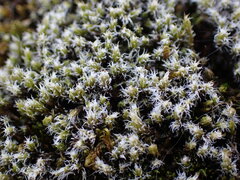 Racomitrium canescens latifolium