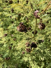 Desmanthus illinoensis