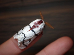 Hemileuca neumoegeni