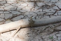 Sceloporus uniformis