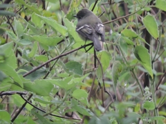 Empidonax hammondii
