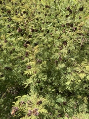 Desmanthus illinoensis