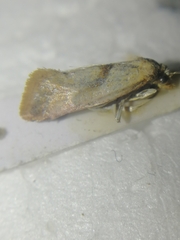 Cochylidia implicitana