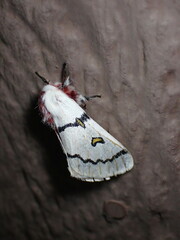 Hemileuca neumoegeni