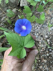 Ipomoea hederacea