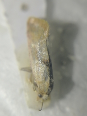 Cochylidia implicitana