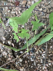 Ipomoea hederacea