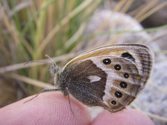 Coenonympha vaucheri