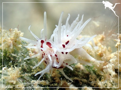 Okenia brunneomaculata